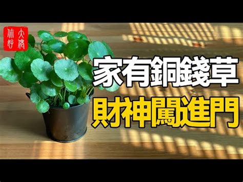 繡球花風水|【繡球花風水】繡球花風水招財旺運，擺放禁忌不可不知！